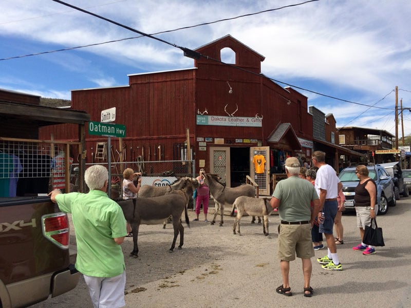 Burros In Full Feed Mode In Oatman