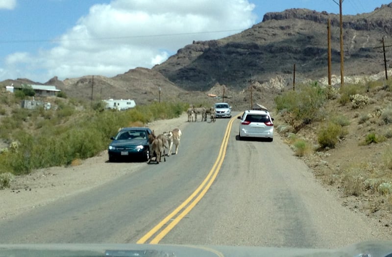 Burros Looking For Handouts And Blocking The Roads As You Approach Oatman Arizona