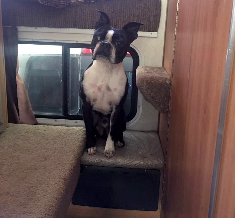 Passthrough Window In Campers For Dogs