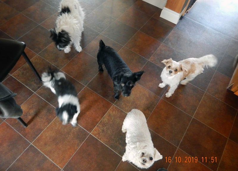 Lexi Twinkle Pipi Cadie And Mia Dogs