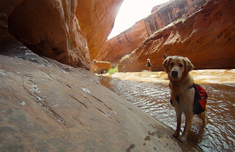 Booter Dog Hiking