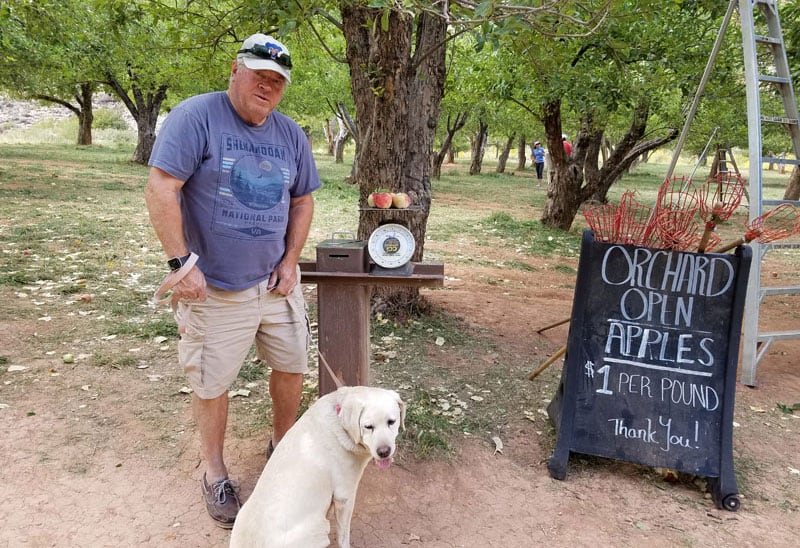 Apple Orchard At Capitol Reef