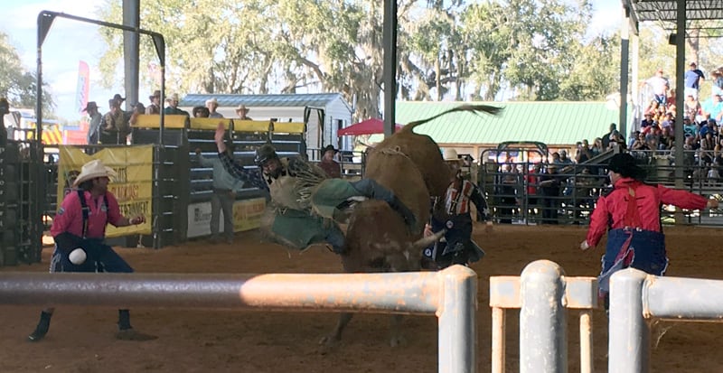 Bull Rider Falling Off Bull Okeechobee Rodeo