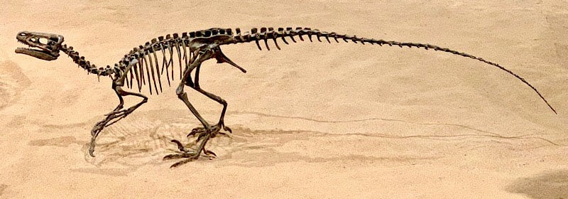 Museum Of Palaeontology Ornitholestes Sp