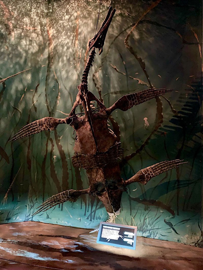 Museum Of Palaeontology Trinacromerum