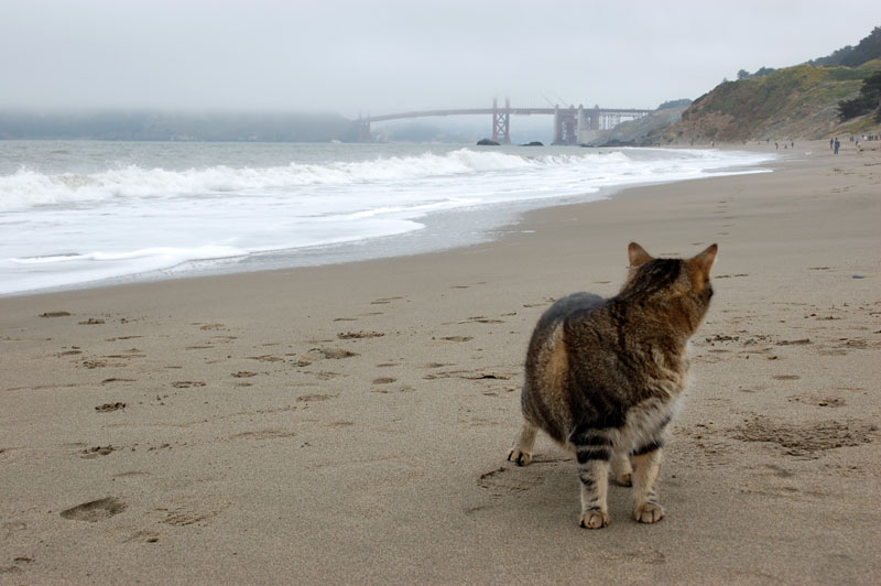 Harley Baker Beach San Francisco