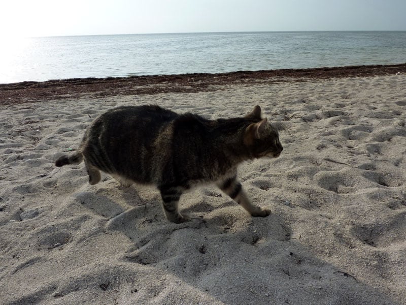 Harley In Keys On The Beach