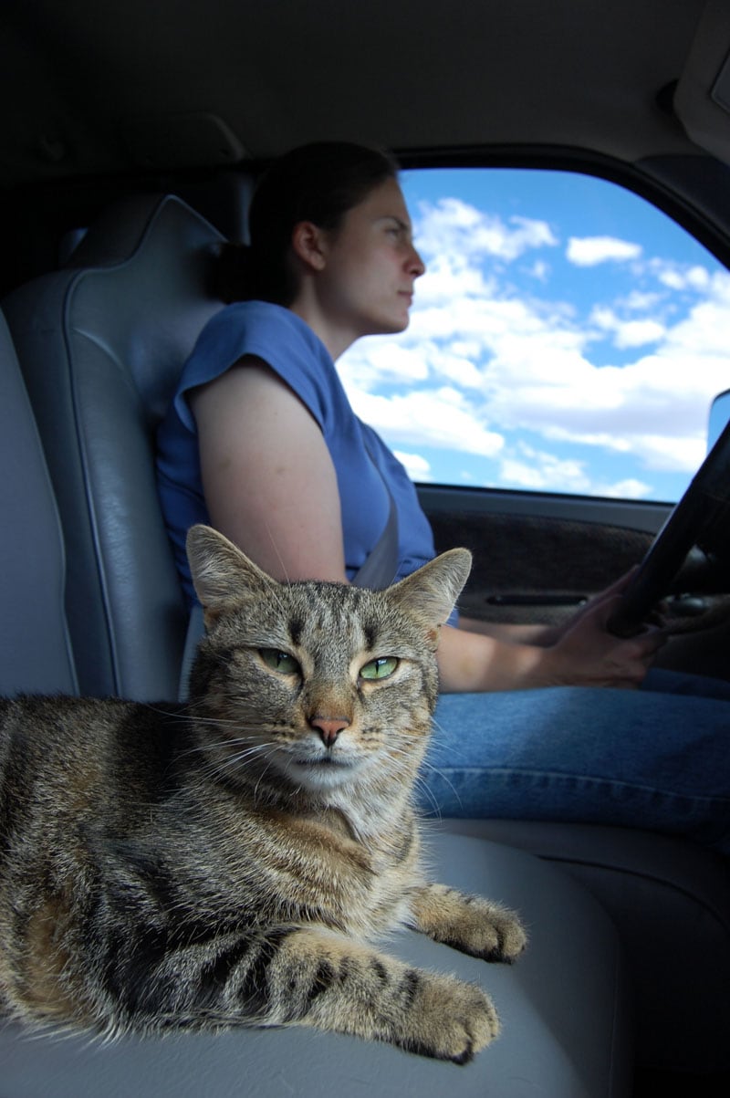 Harley Loves The Truck