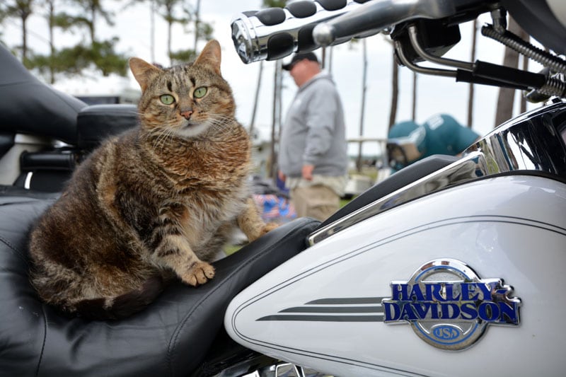 Harley On A Harley Motorcycle