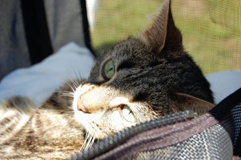 Harley Soaking In The Sun Stroller