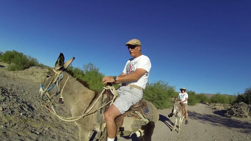 Big Bend Burros