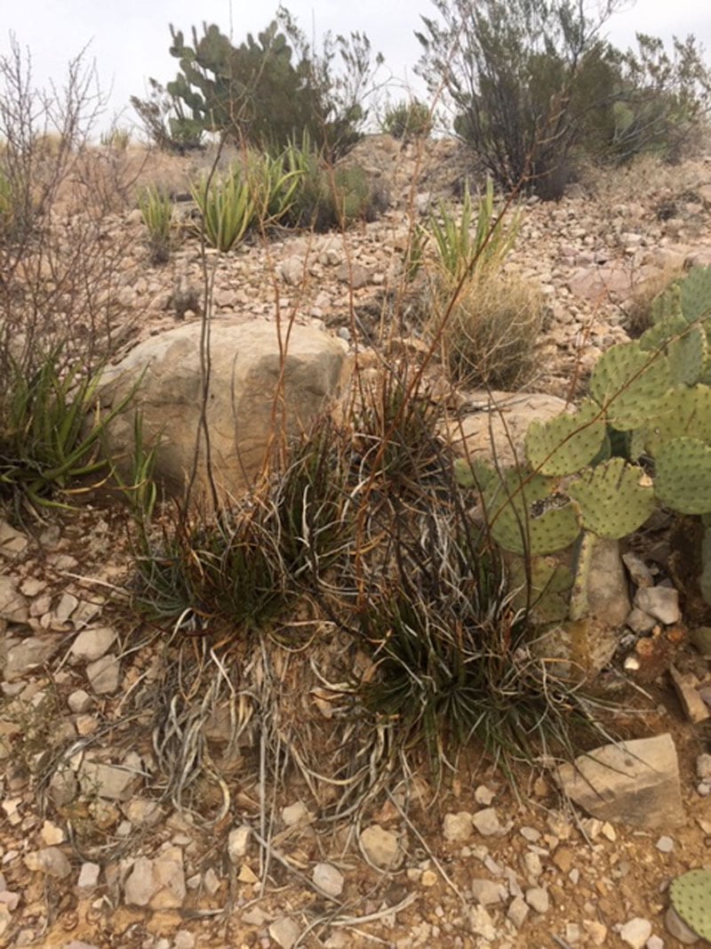 Cactus Desert Big Bend