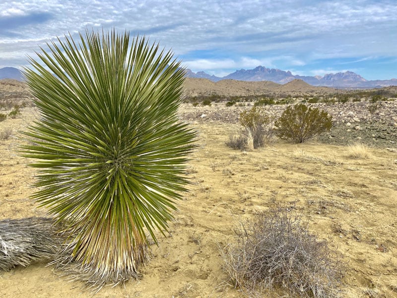 Desert Flora Big Bend