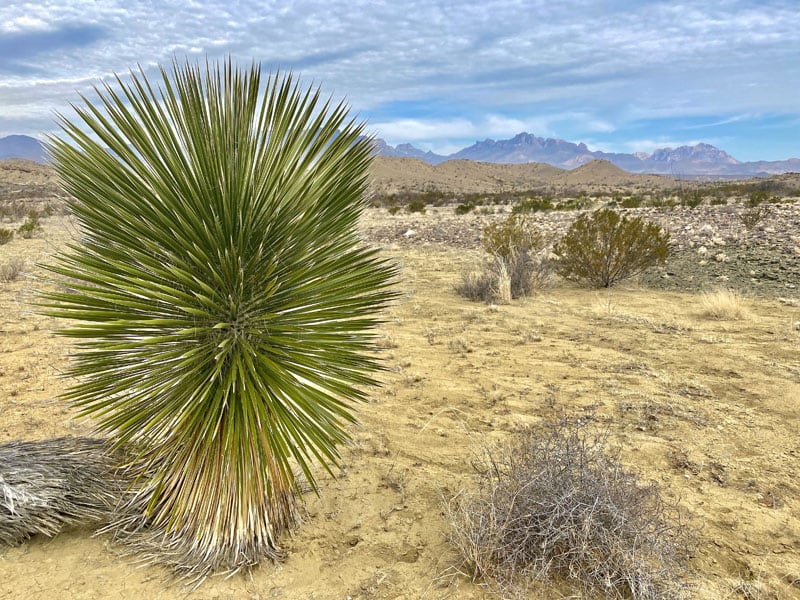 Desert Flora Big Bend