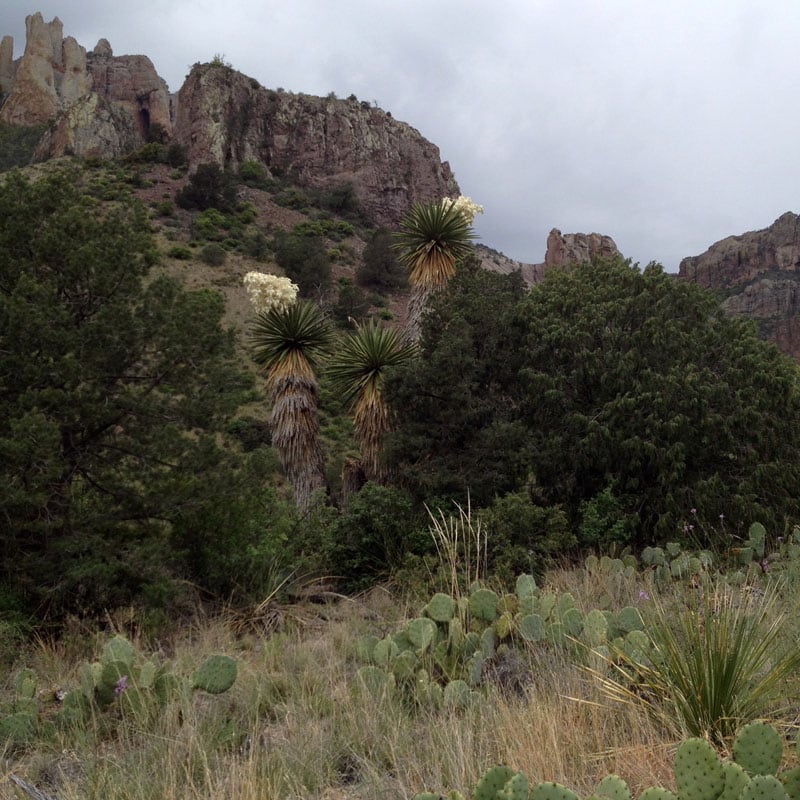 Pine Canyon Trail Looking Up Hill