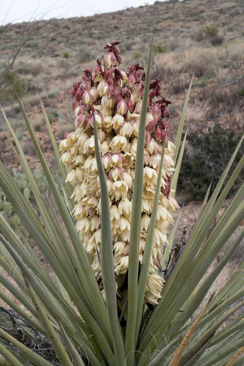 Yucca Plant In Big Bend Park