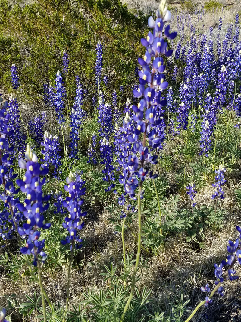 Texas Bluebonnets Big Bend National Park