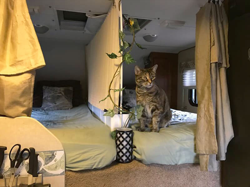 Single cabover bedroom split into two with a cat