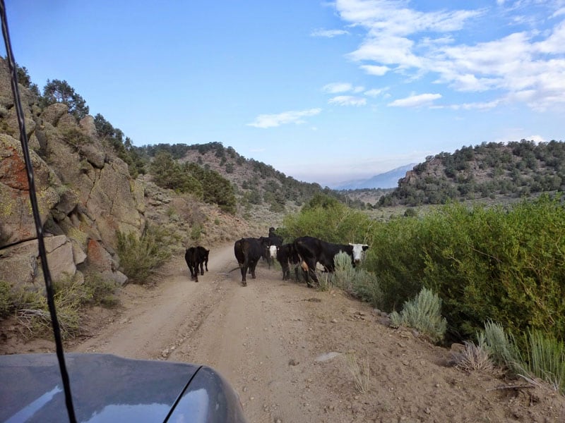 Cows Driving Into Bodie