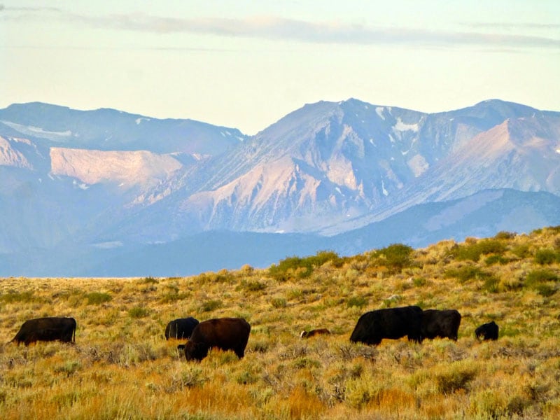 In Bodie We Had Cows As Neighbors