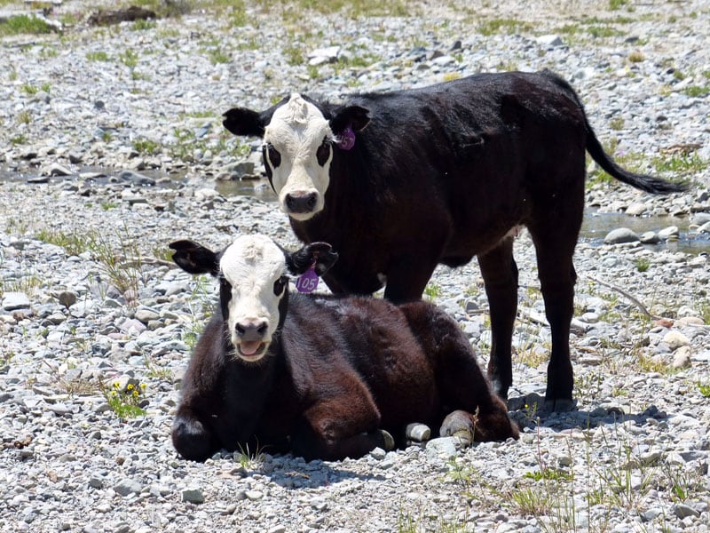 Cows Abandoned Gold Town Of Kirwin.jpeg