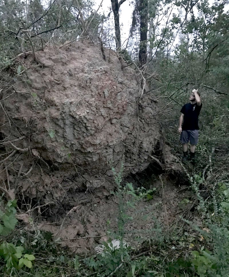 Hurricane Laura Big Tree Fell Over