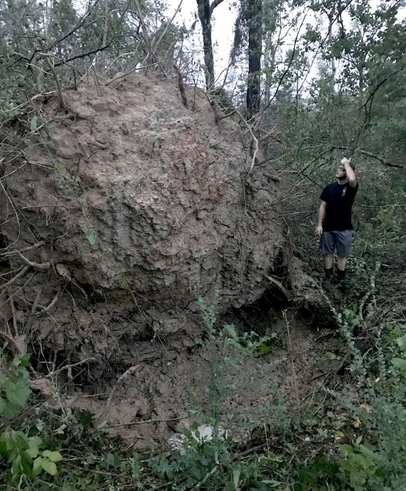 Hurricane Laura Big Tree Fell Over