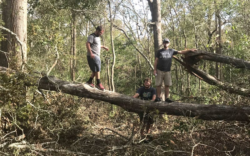 Hurricane Laura Trees Down