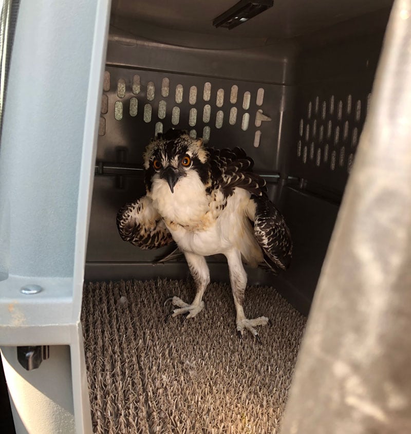 Osprey To Rehab Hospital