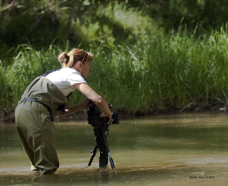 Waders Watching Salmon