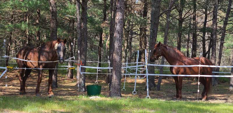 Horses In Pens