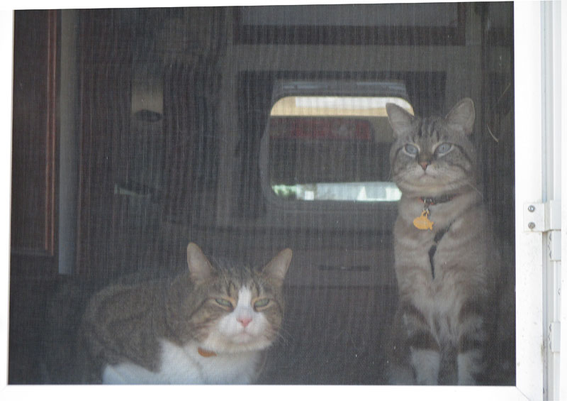 Luke And Salem Truck Camping Cats