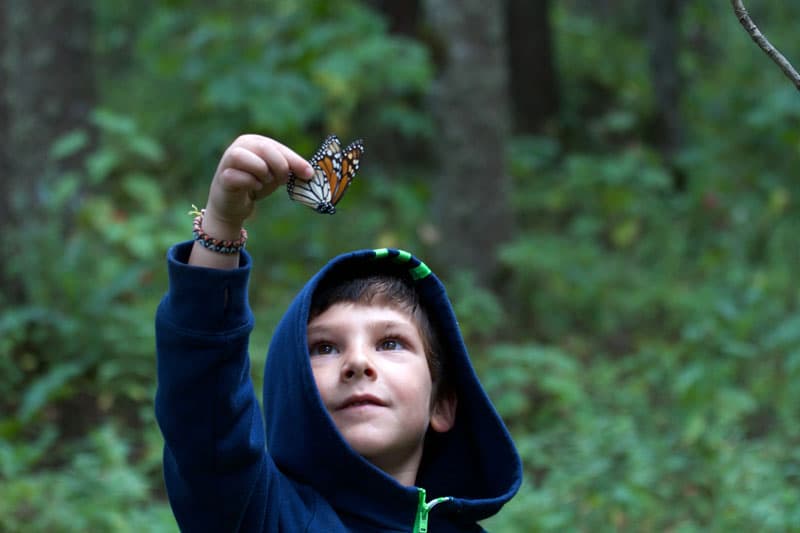 Butterflies Learning On The Road