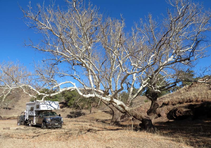 Camper With Sycamore Near Harshaw AZ