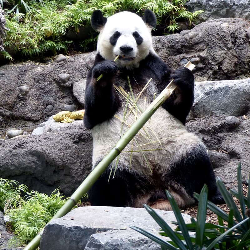 Calgary Zoo Pandas And Cubs