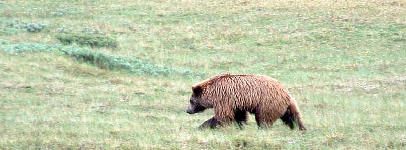 Grizzly Bear In Field