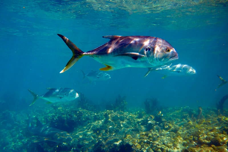 Scuba Diving Fish In Florida Keys