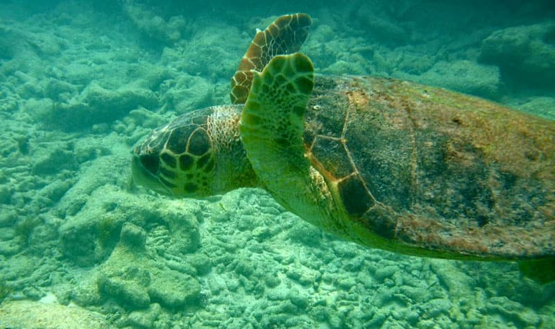 Turtles In Florida Keys