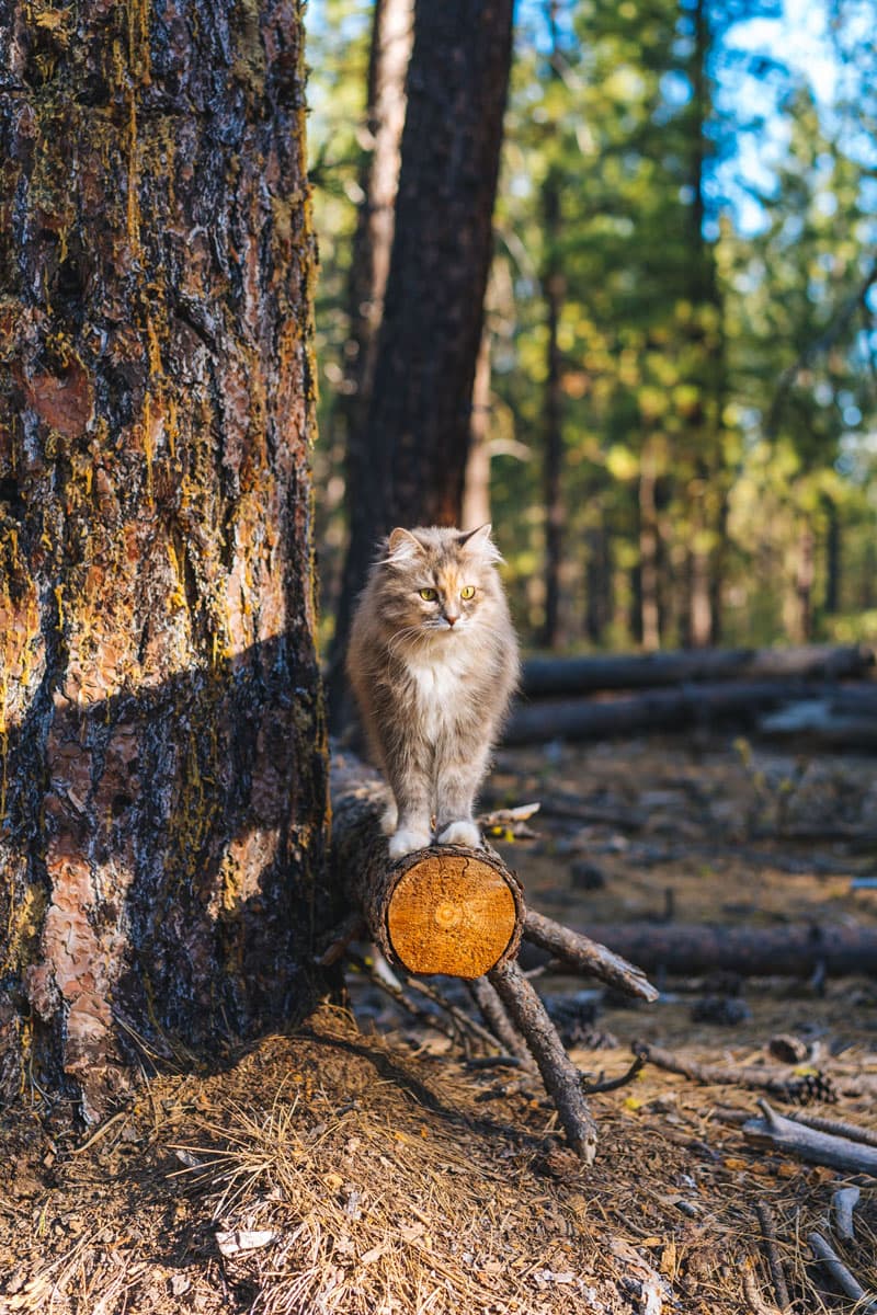 Luna On Tree Branch