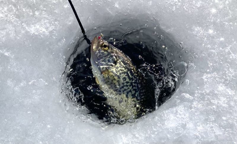 White Crappie Fish