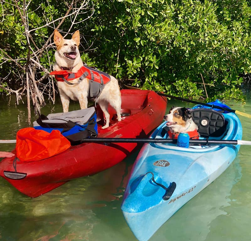 Pepper And Tabby On Gin Clear Water In Key West, Florida