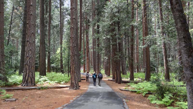 Yosemite Path To The Waterfalls