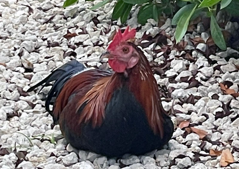 Key West Rooster At Our Campsite