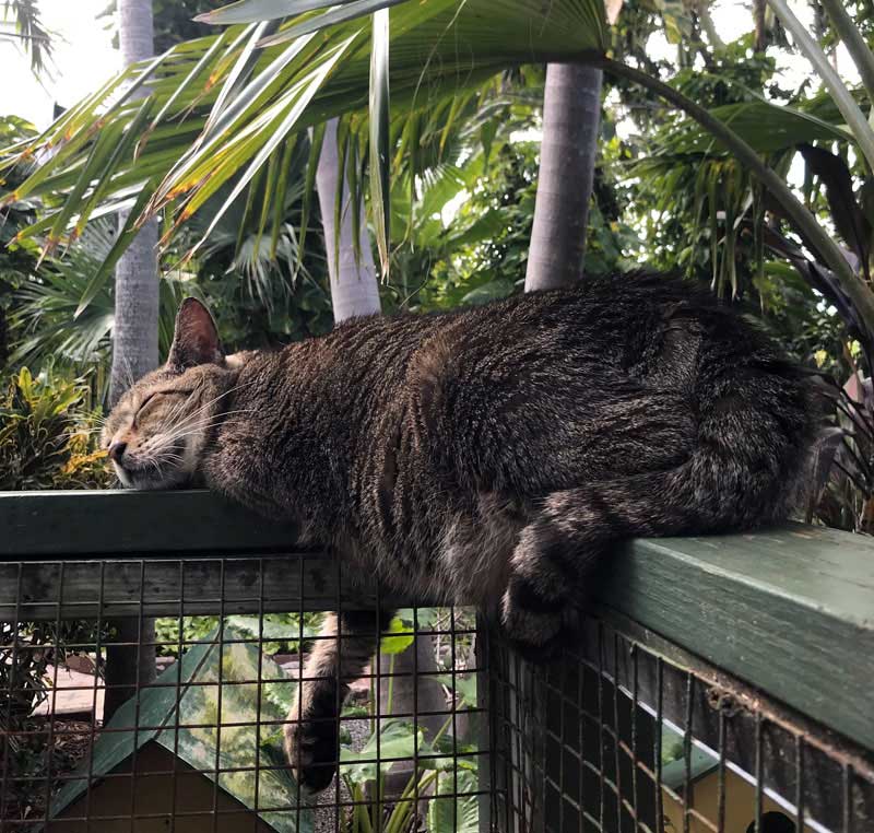 Cats At Hemingway House