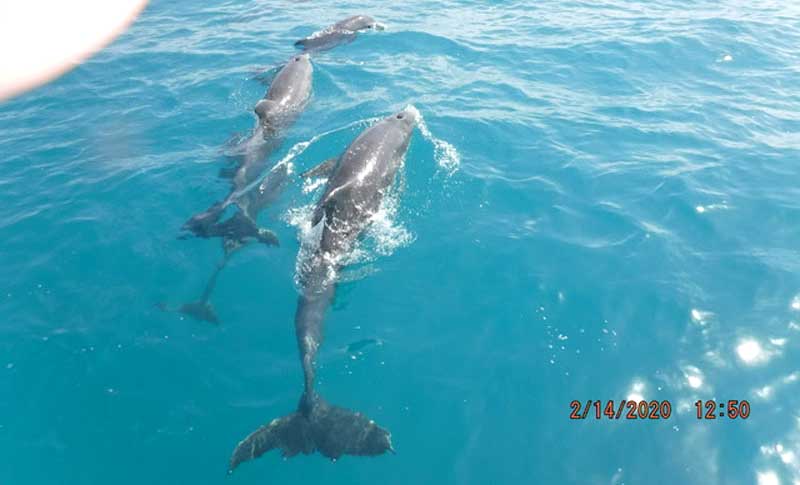 Dolphins In The Keys