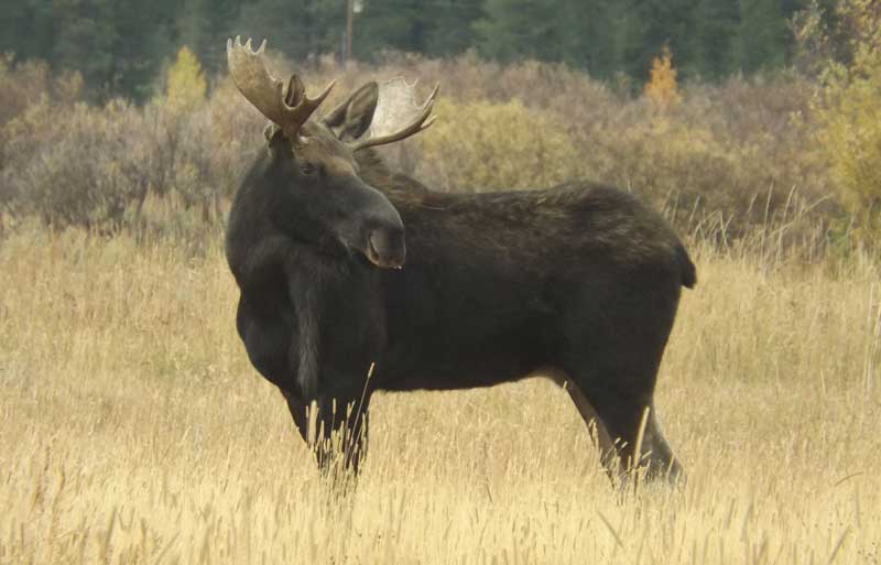 North Of Island Park Idaho