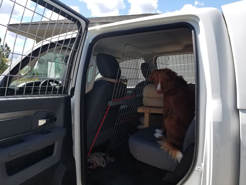 Puppy Accommodation Back Seat Area