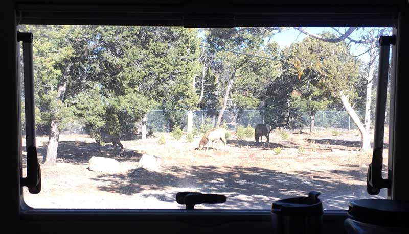 Elk in Trailer Village Campground in Grand Canyon National Park