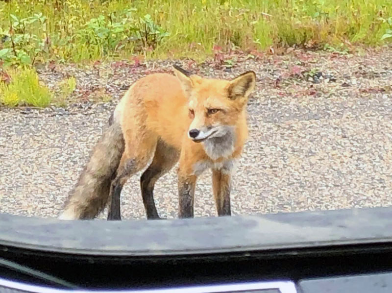 Fox In The Road