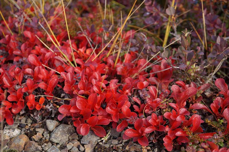 Roadside Plants In Yukon